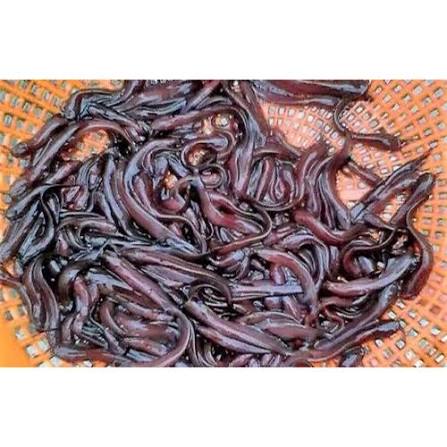 Fresh Singhi Fish Seed