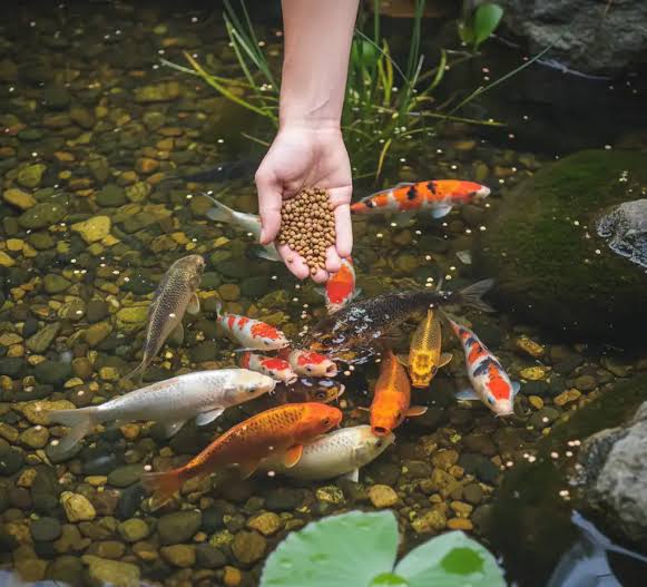 Fish Feed manufacturer / supplier