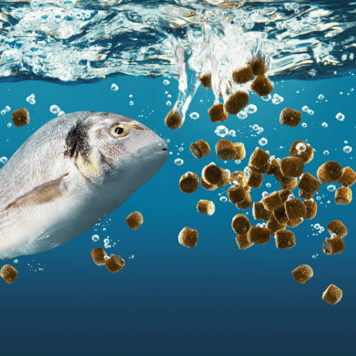 Organic Fish Feed - 99.9% Pure, Dried A Grade Premium Quality | High In Protein, Nutrient-enriched, Hygienic, Healthy