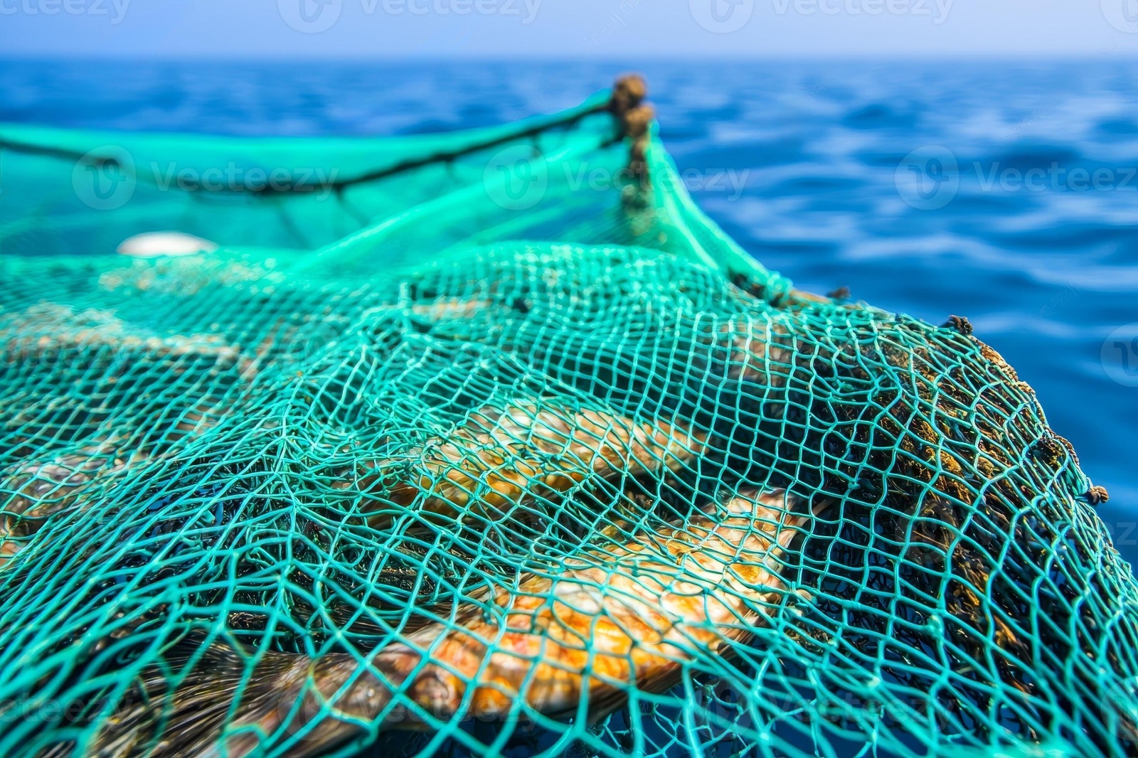 Fish Net