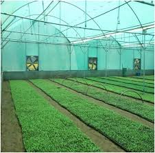 Green House
