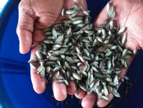 Suitable for Freshwater Farming