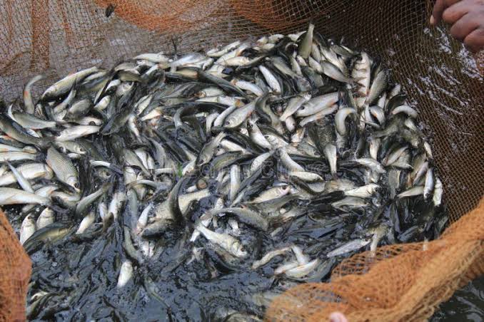 Disease-Free Seed Stock