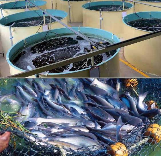 High Fish Production
