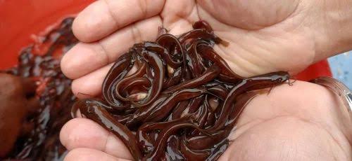 Suitable for Freshwater Farming