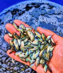 Suitable for Pond and Biofloc Farming