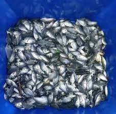 Disease Resistant