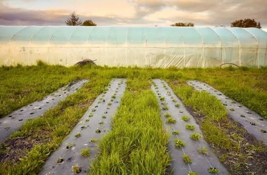 Year-Round Cultivation