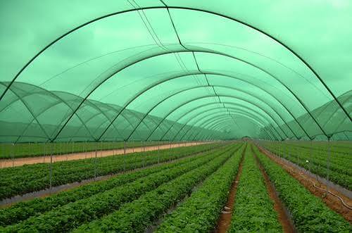 Controlled Growing Environment