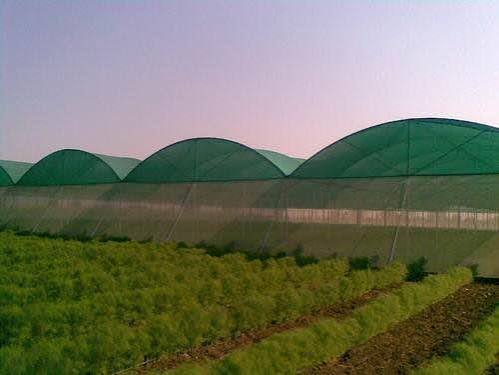 Reduces Sunlight Stress